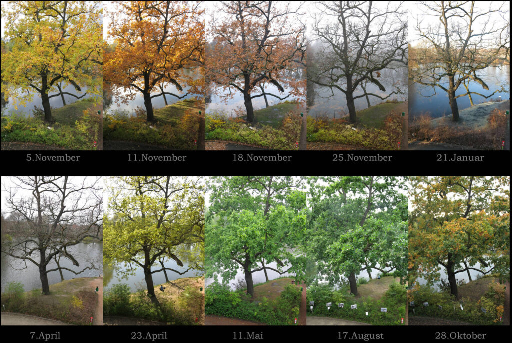 Büroeiche bei KAOS über das Jahr fotografiert